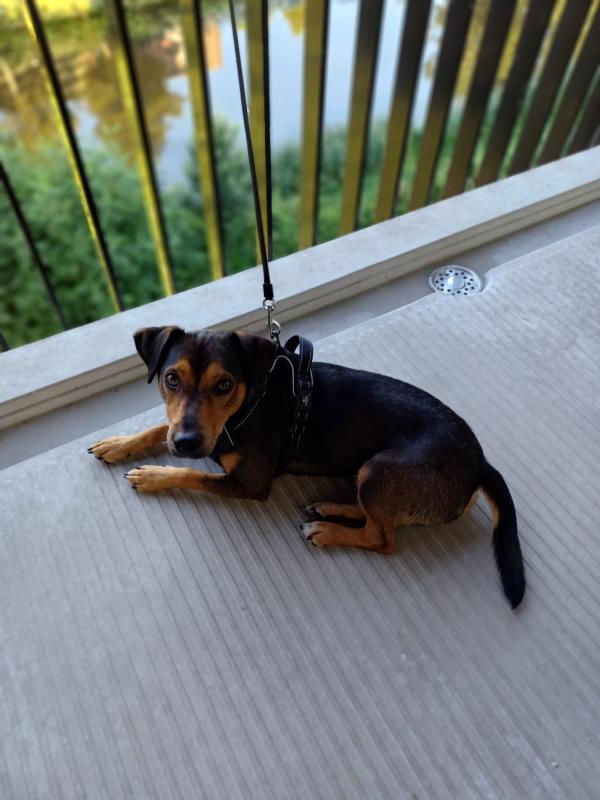 Bowie