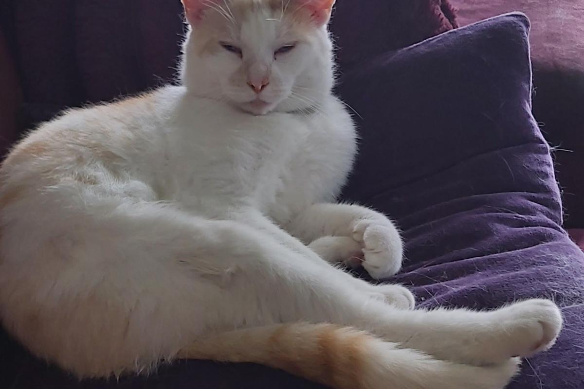 Simba