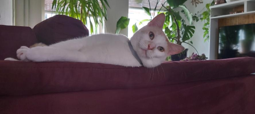 Simba