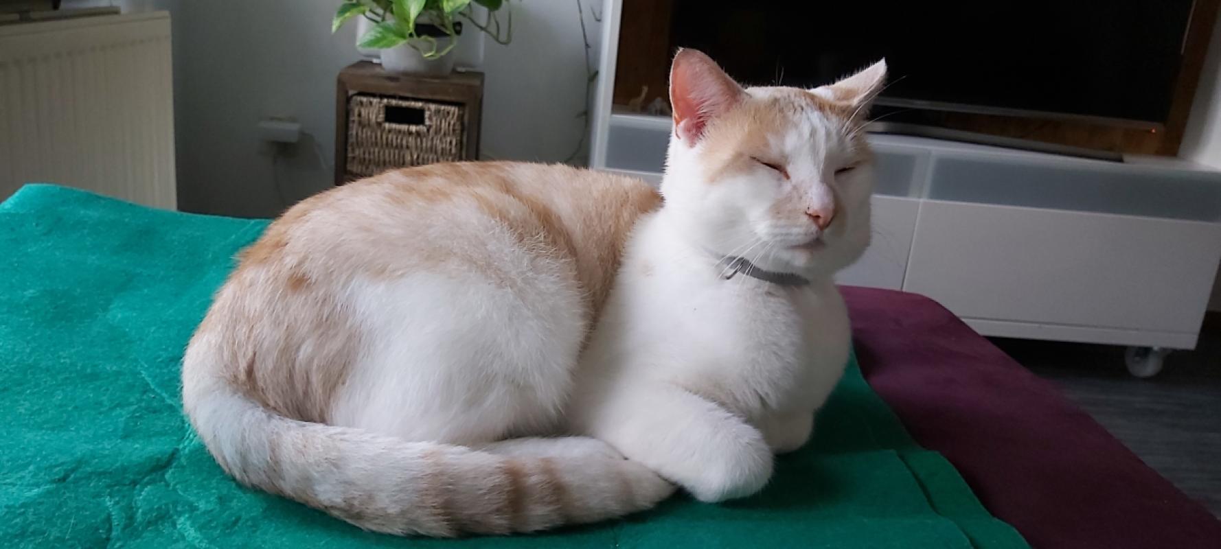 Simba