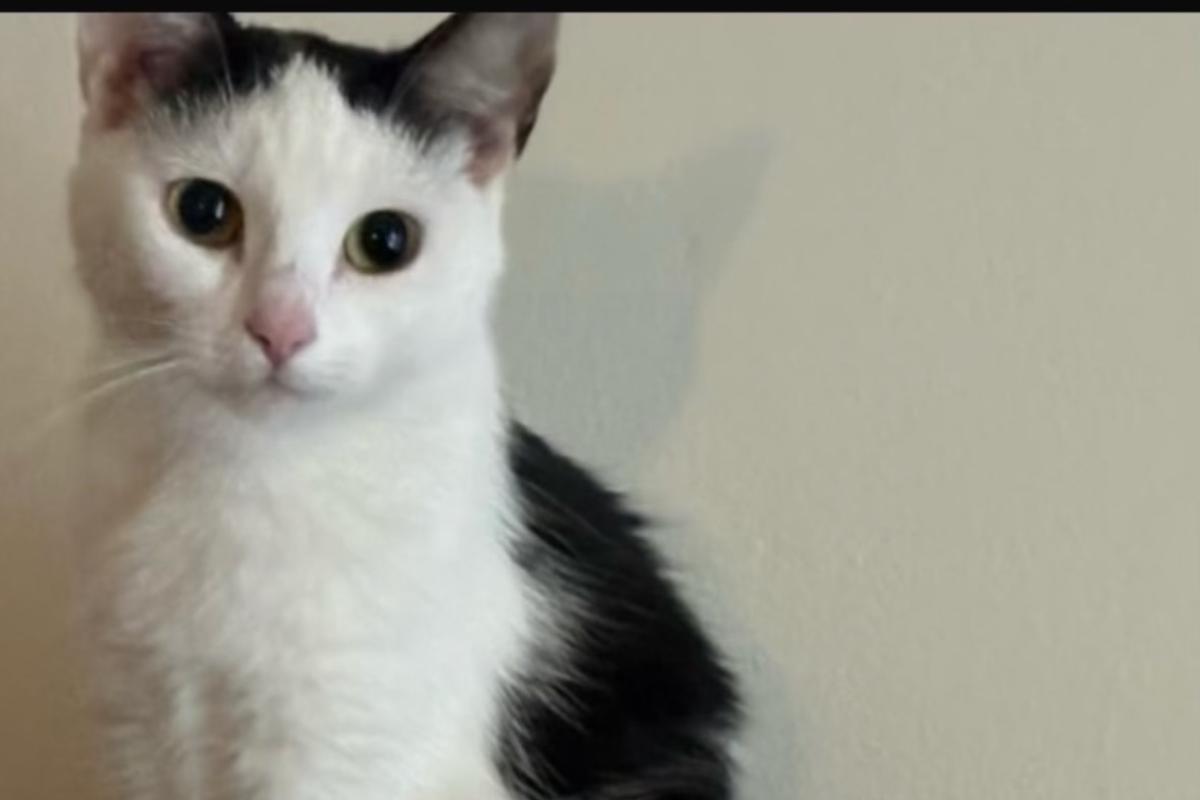 Nala