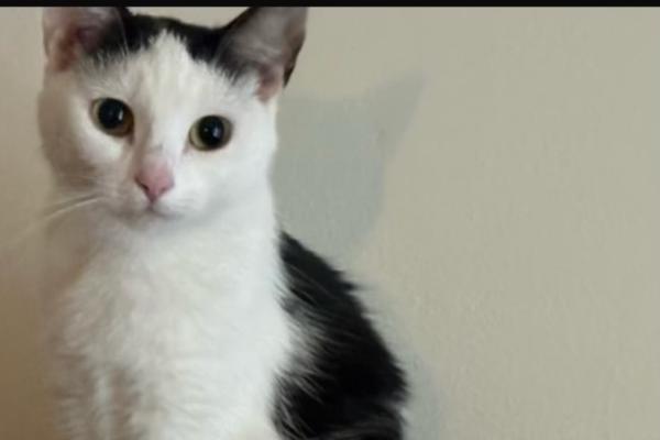 Nala