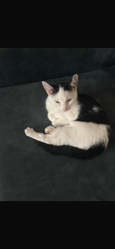 Nala