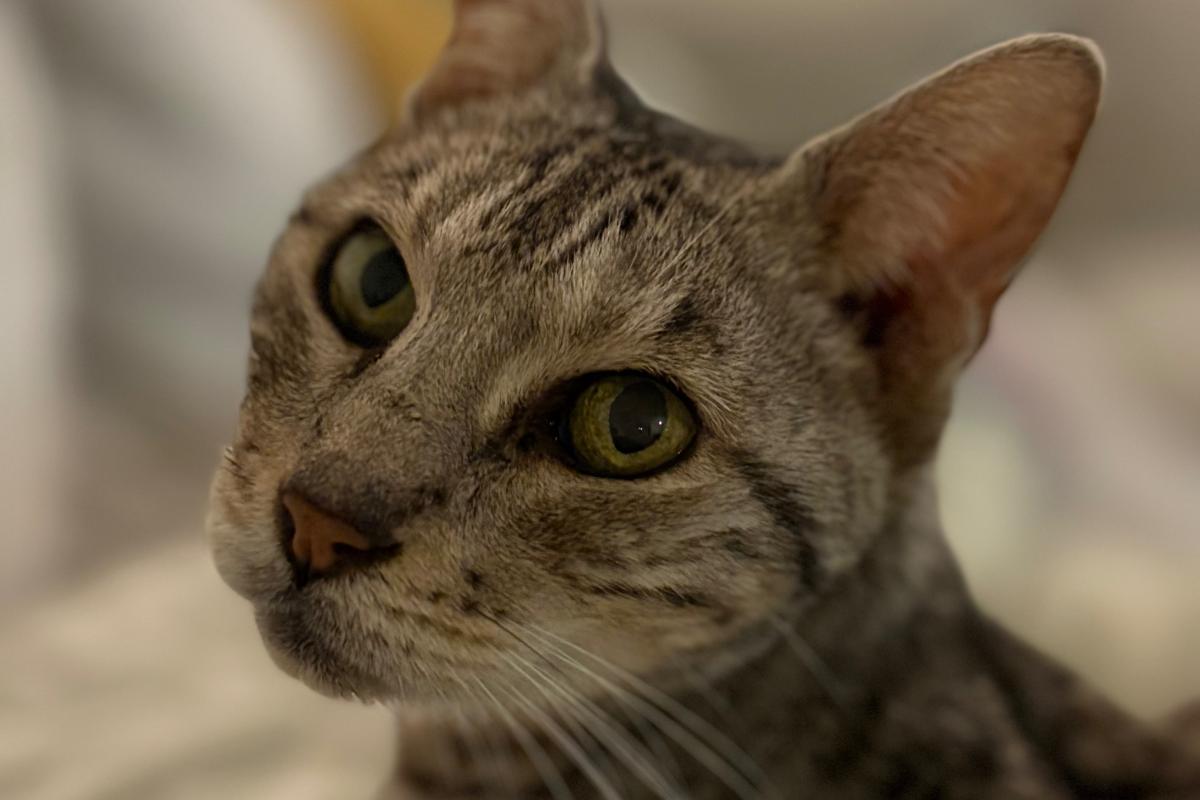 Fay