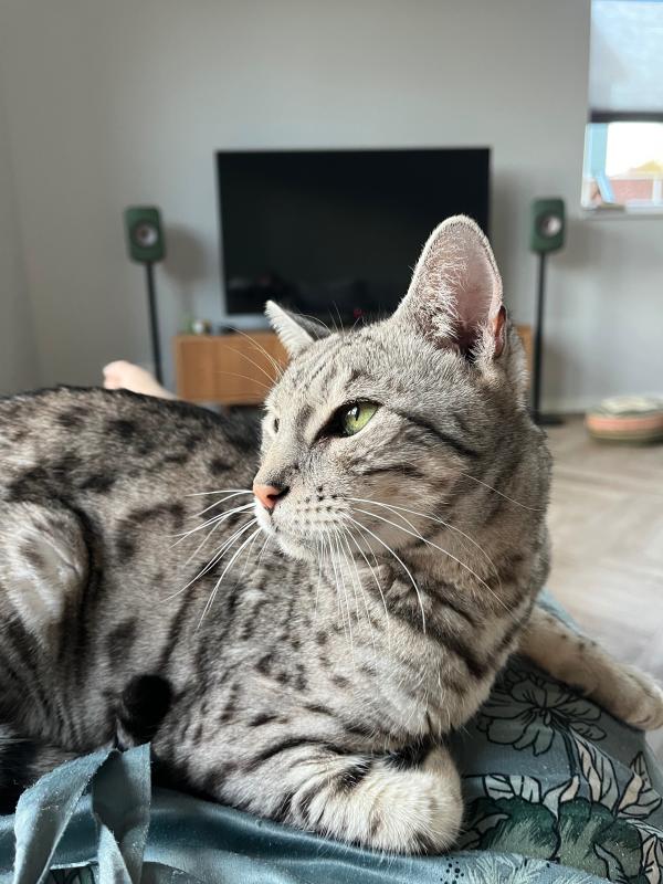Fay