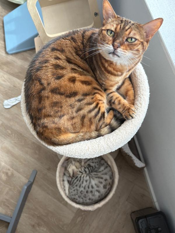 Mimi