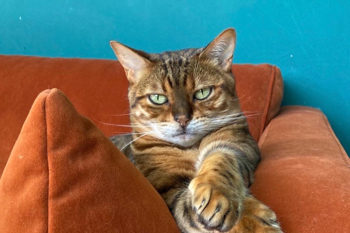 Mimi