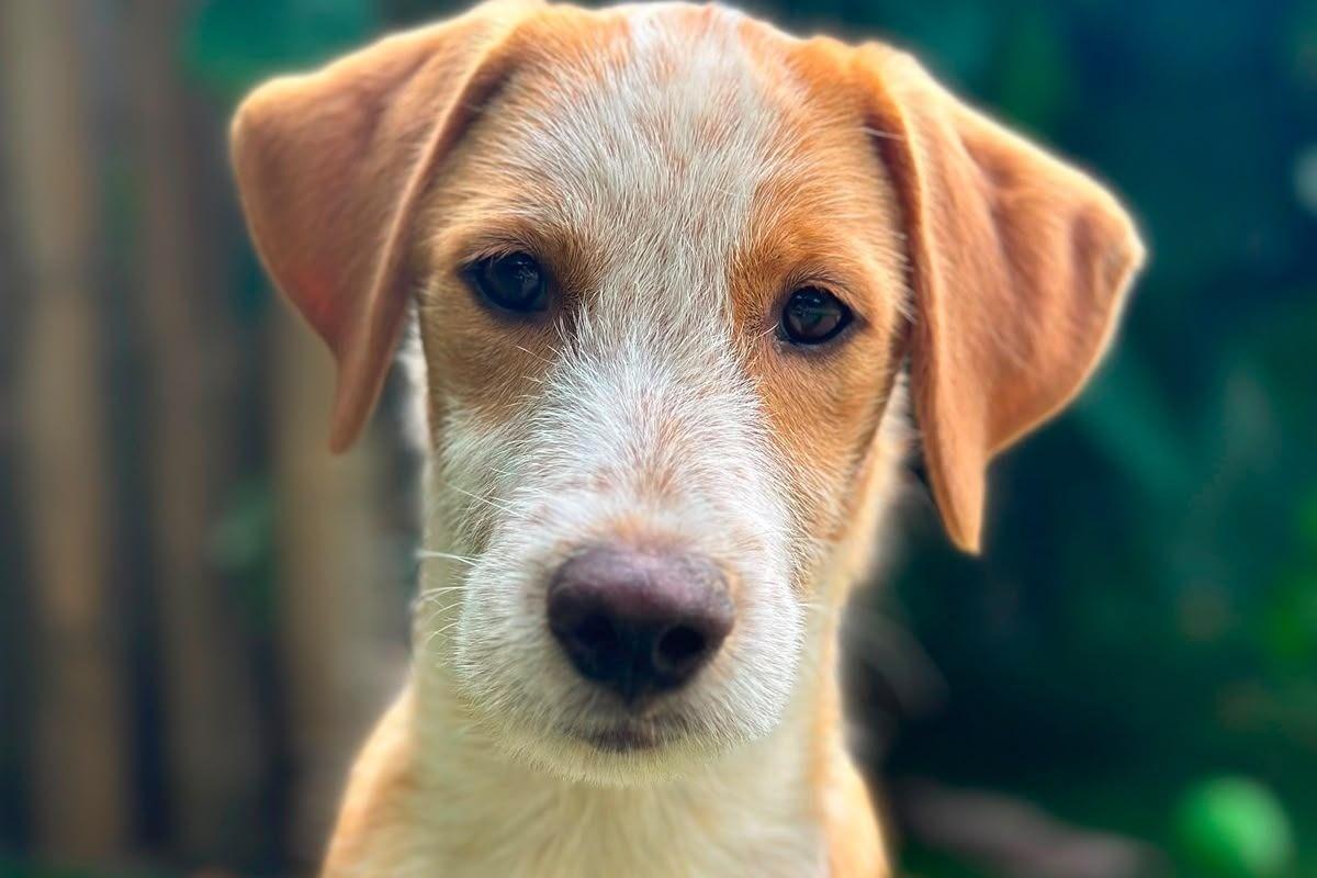 Enzo