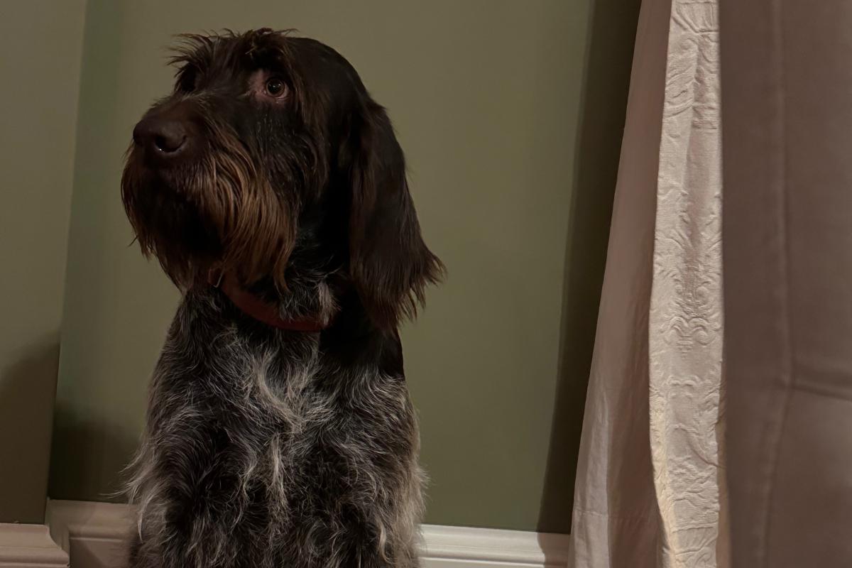 Hessel