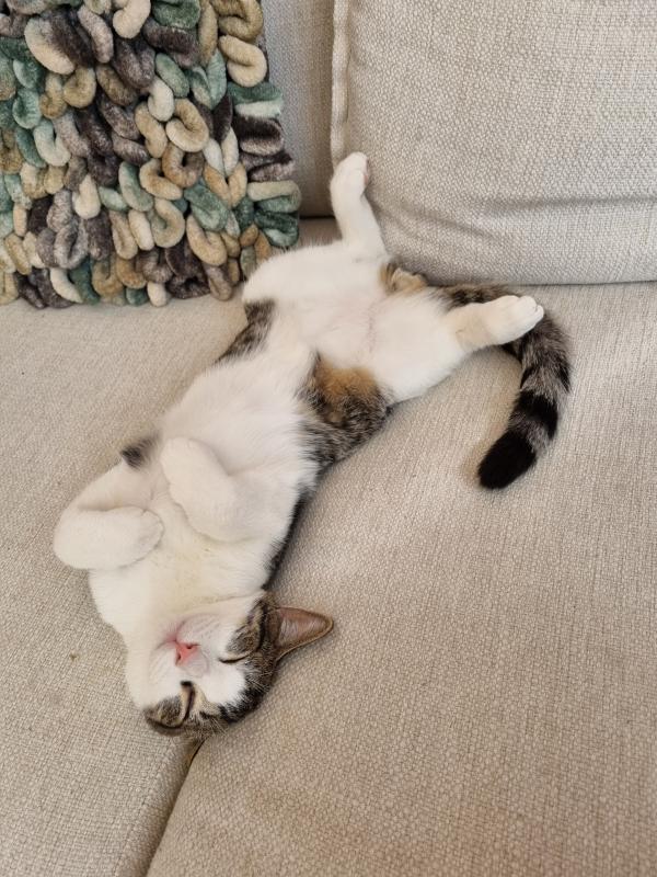 Flip
