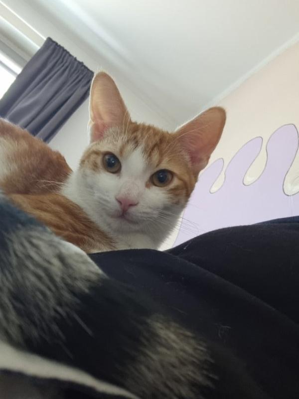 Tobi