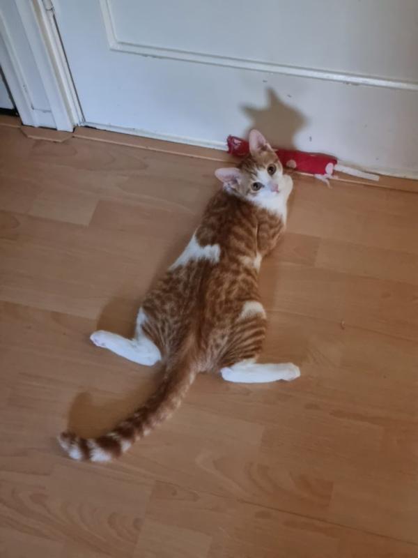 Tobi