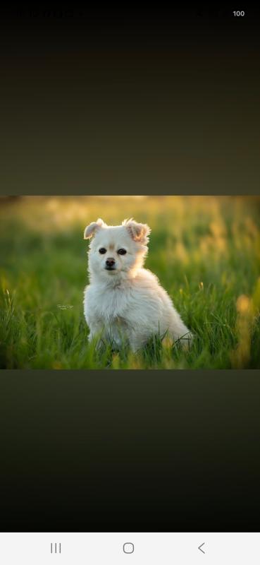 Sammy