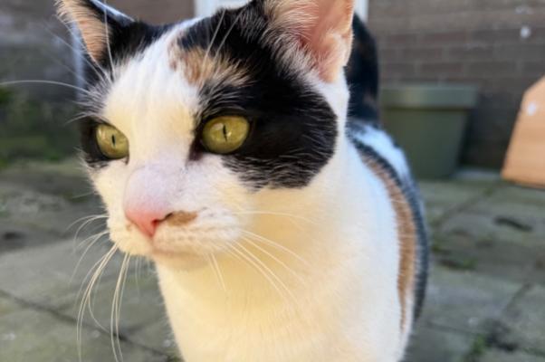Sophia