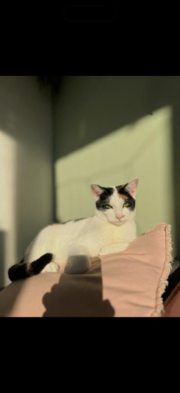 Sophia