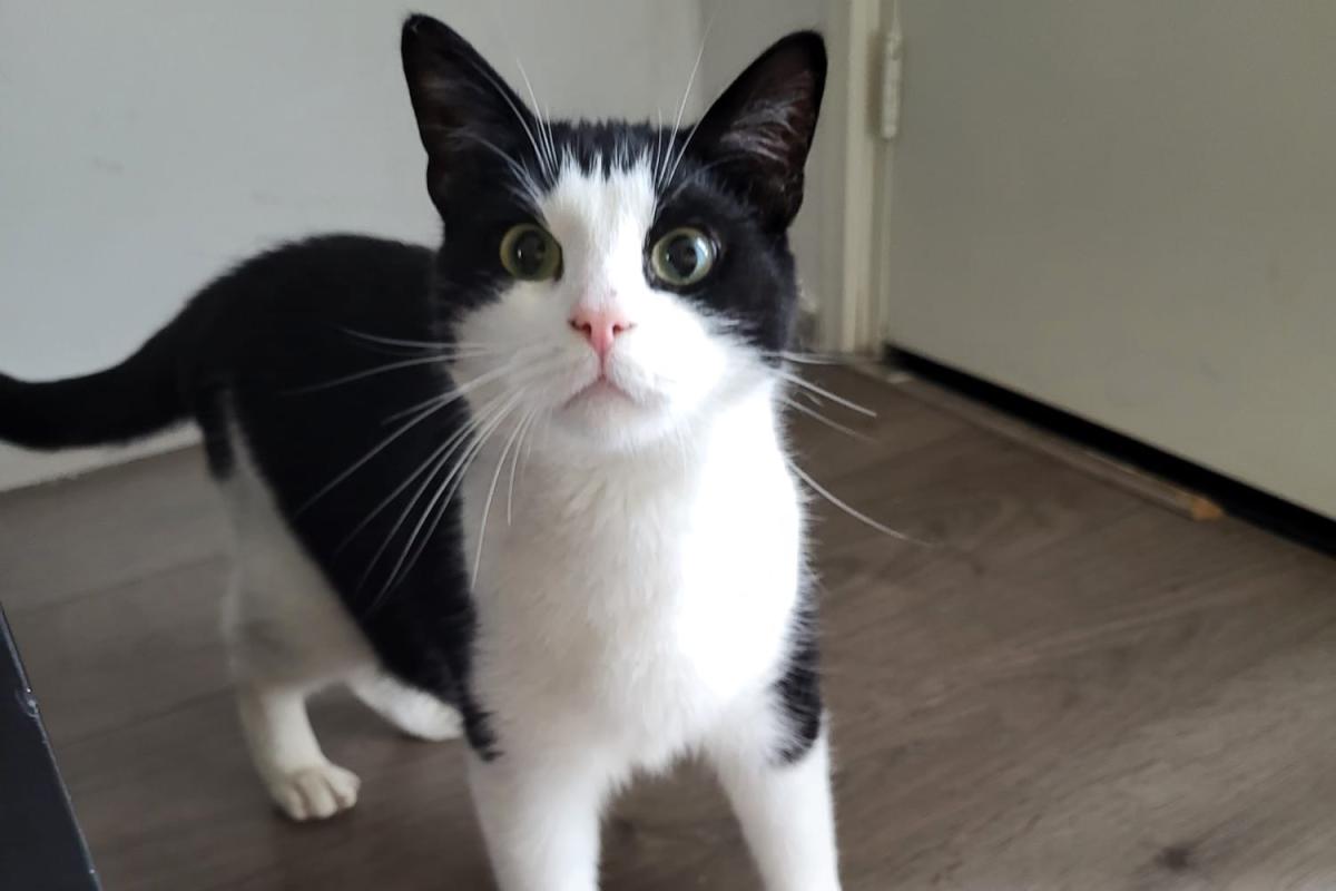 Mylo