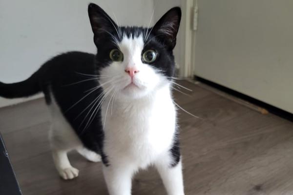 Mylo