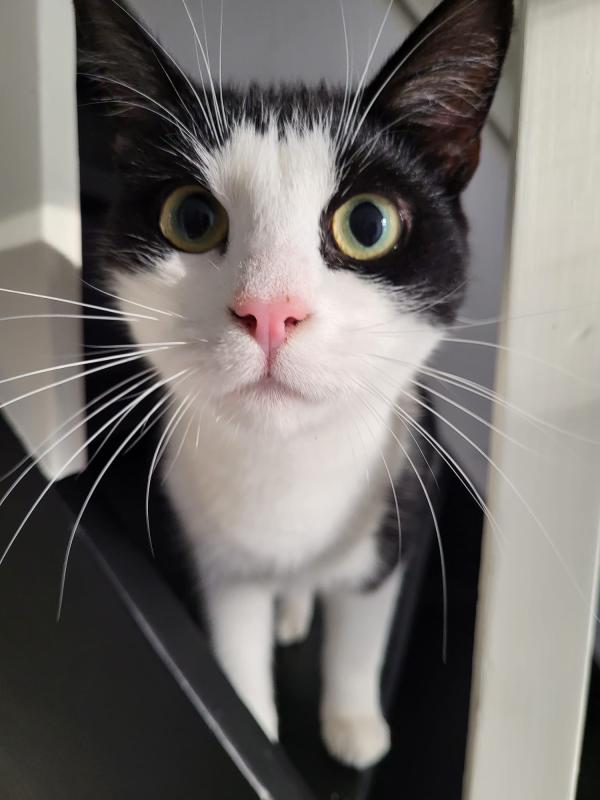 Mylo
