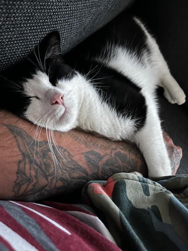 Mylo
