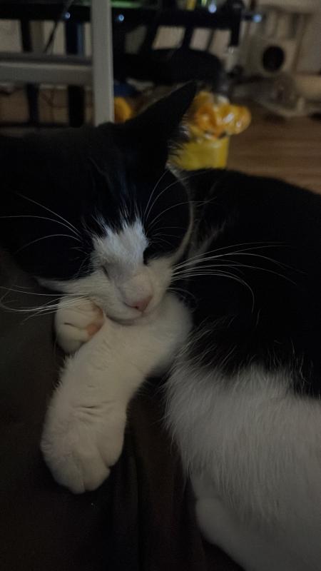 Mylo