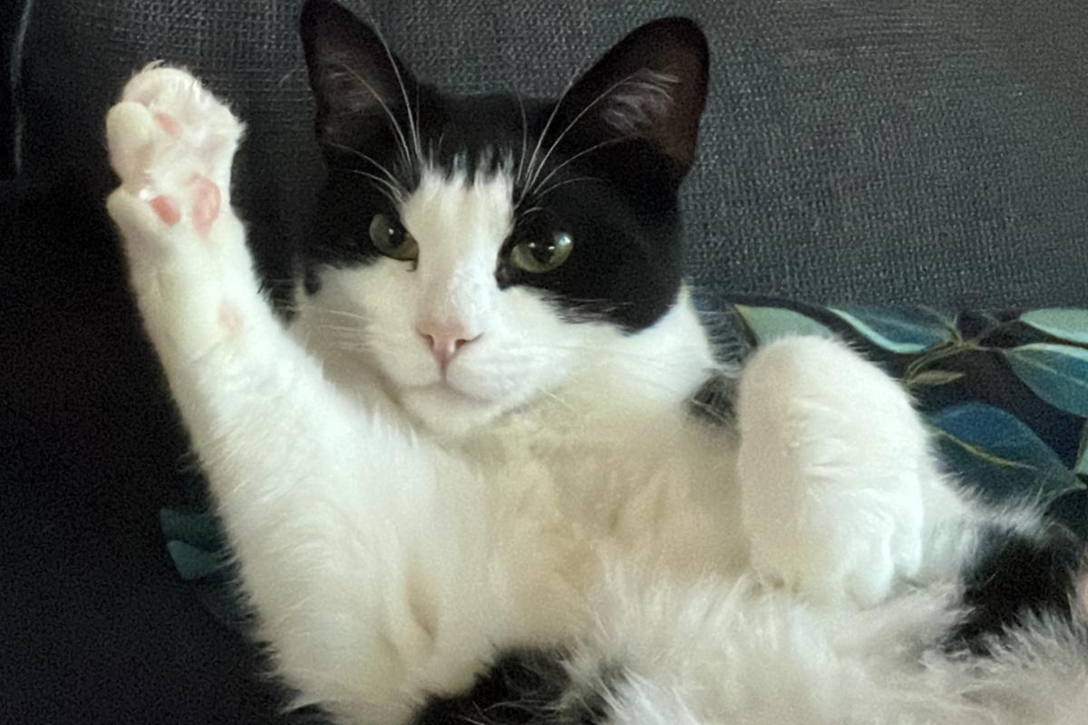 Mylo