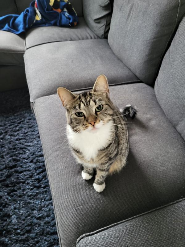 Pipje