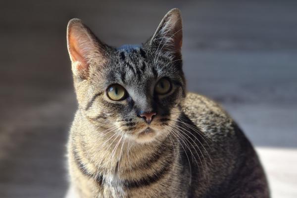 Pip