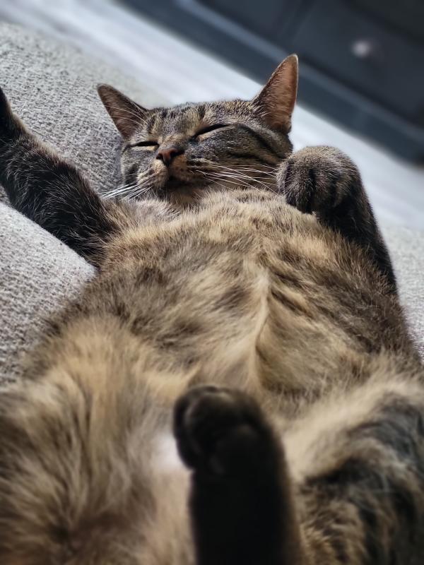 Pip