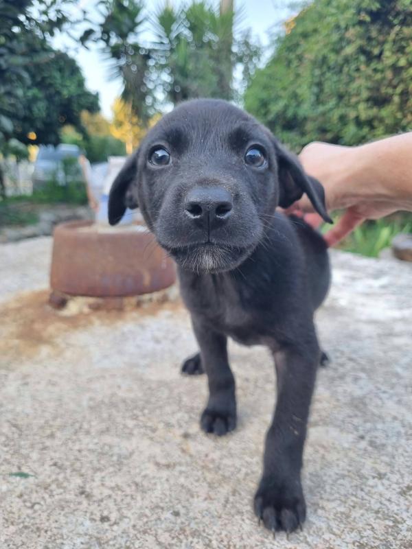 Pip
