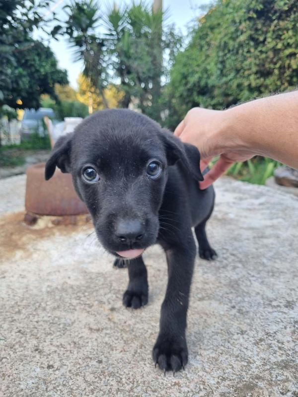 Pip