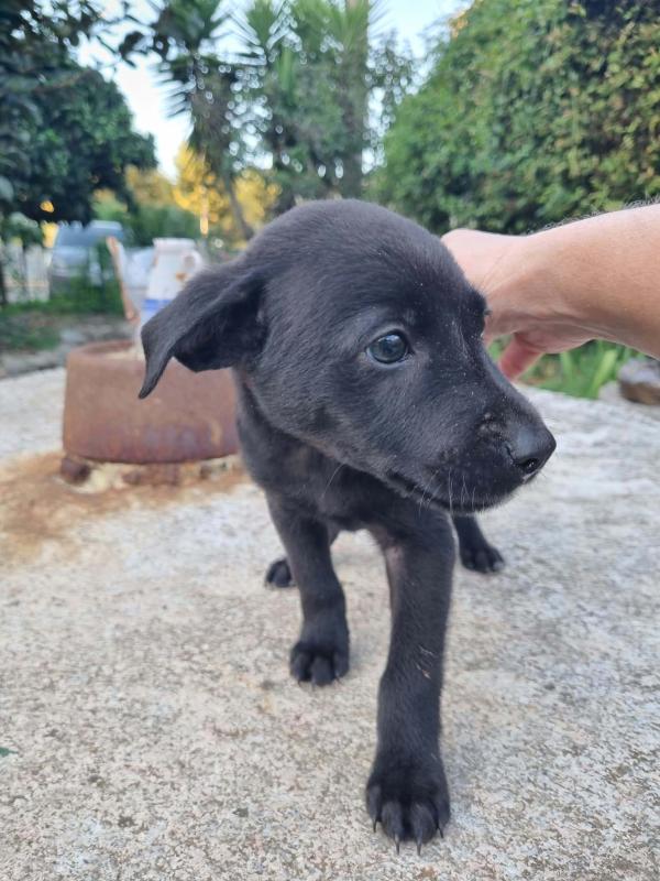 Pip