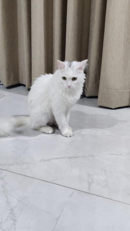 Laila