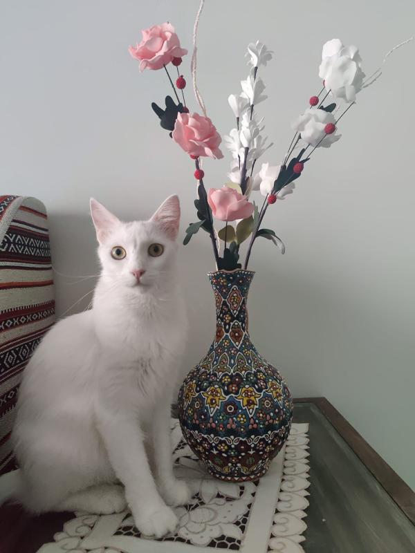 Laila