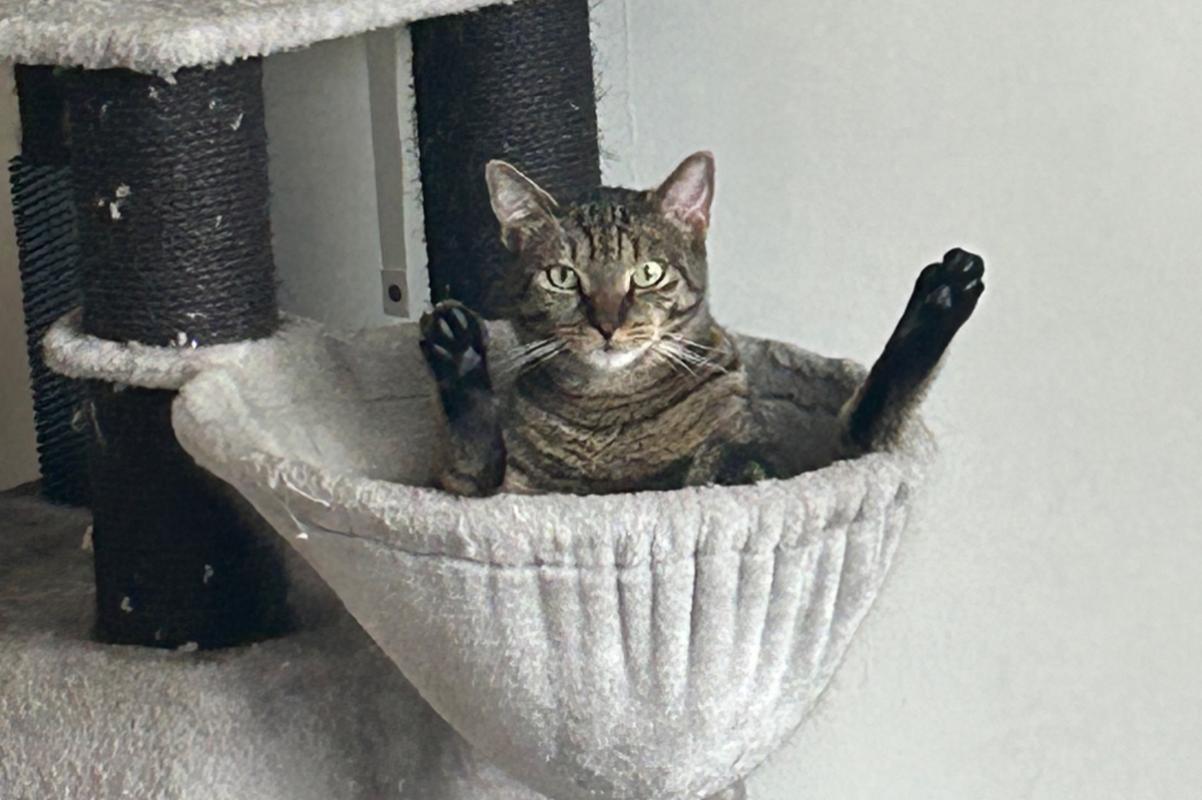 Tijger