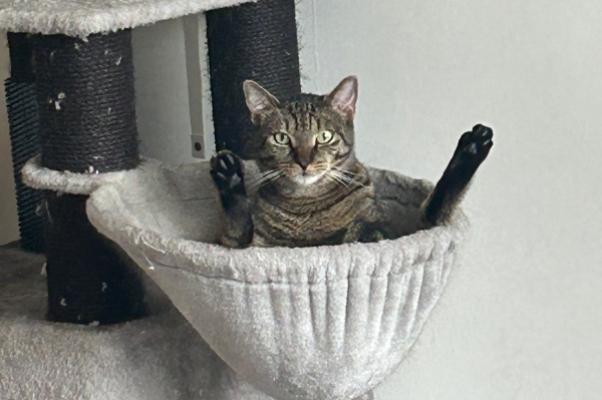 Tijger
