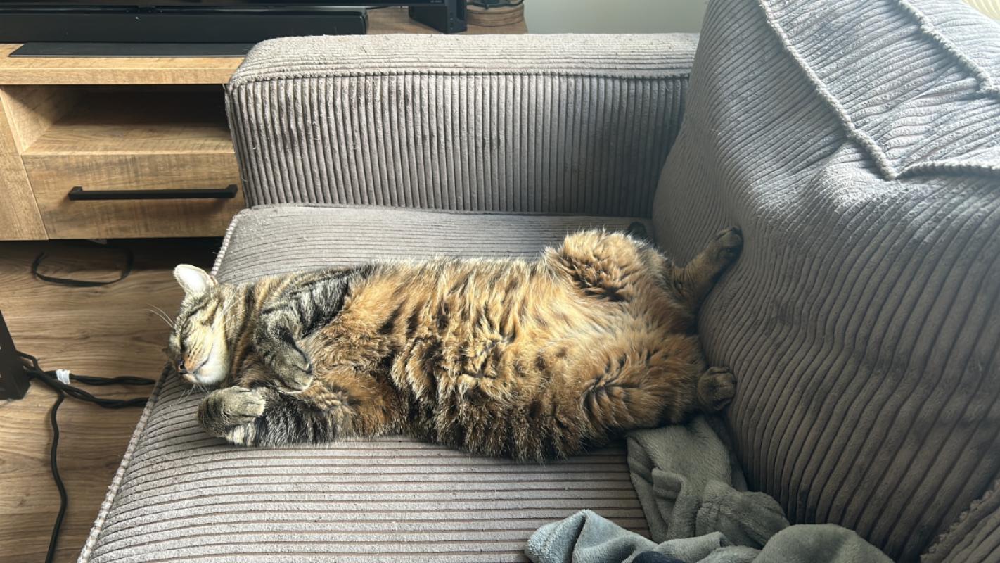 Tijger