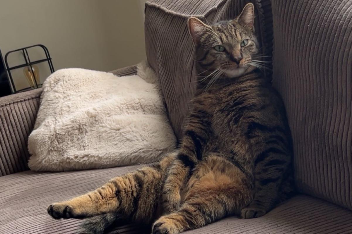 Tijger