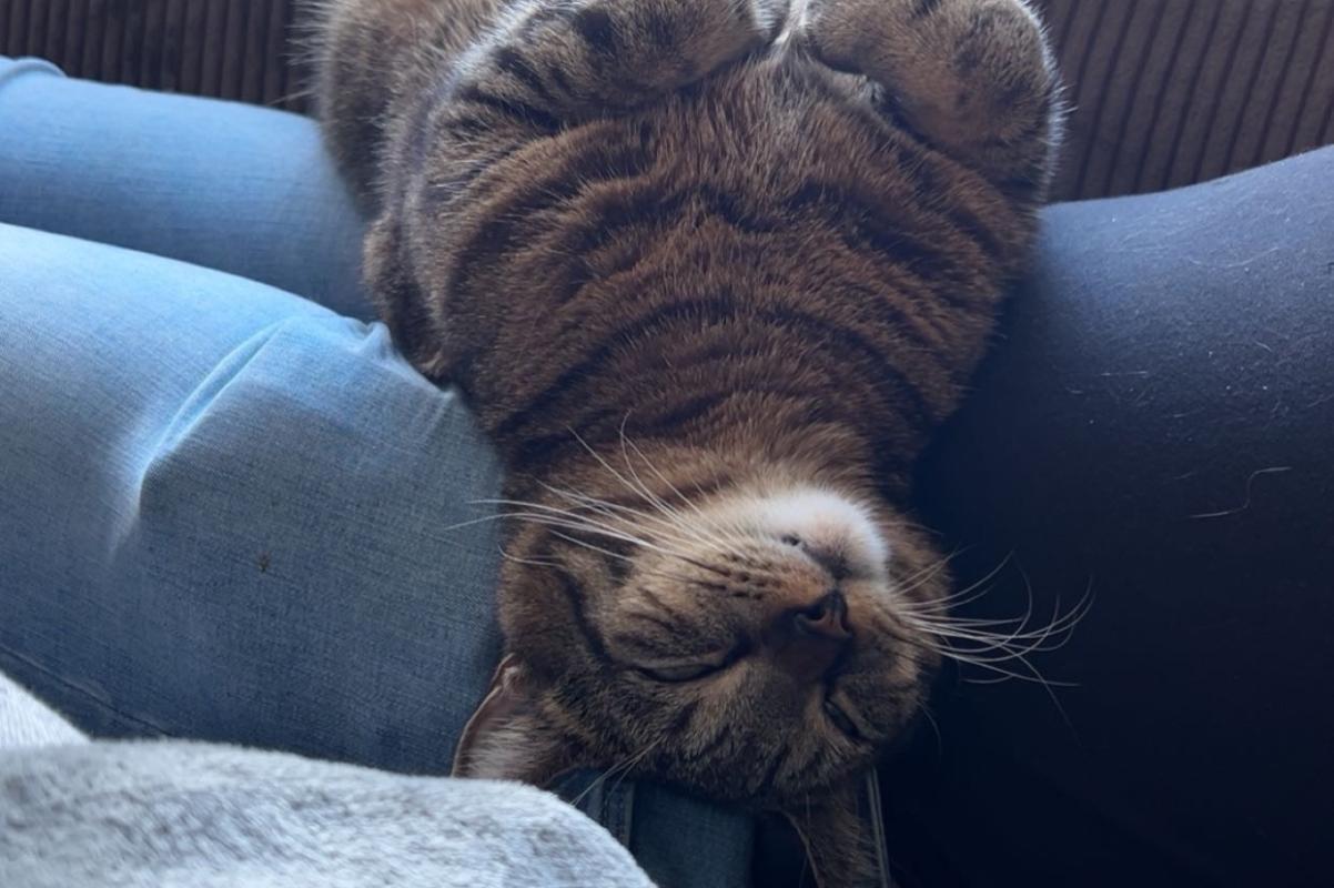 Tijger
