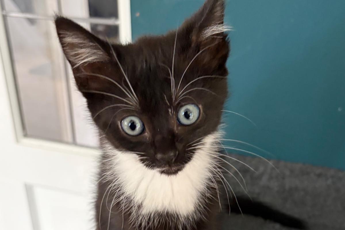Coco