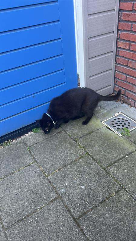 Panter