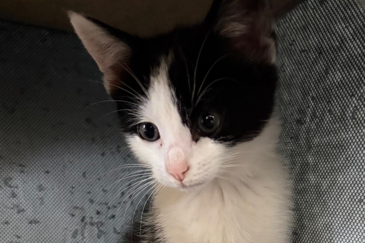 Pixel