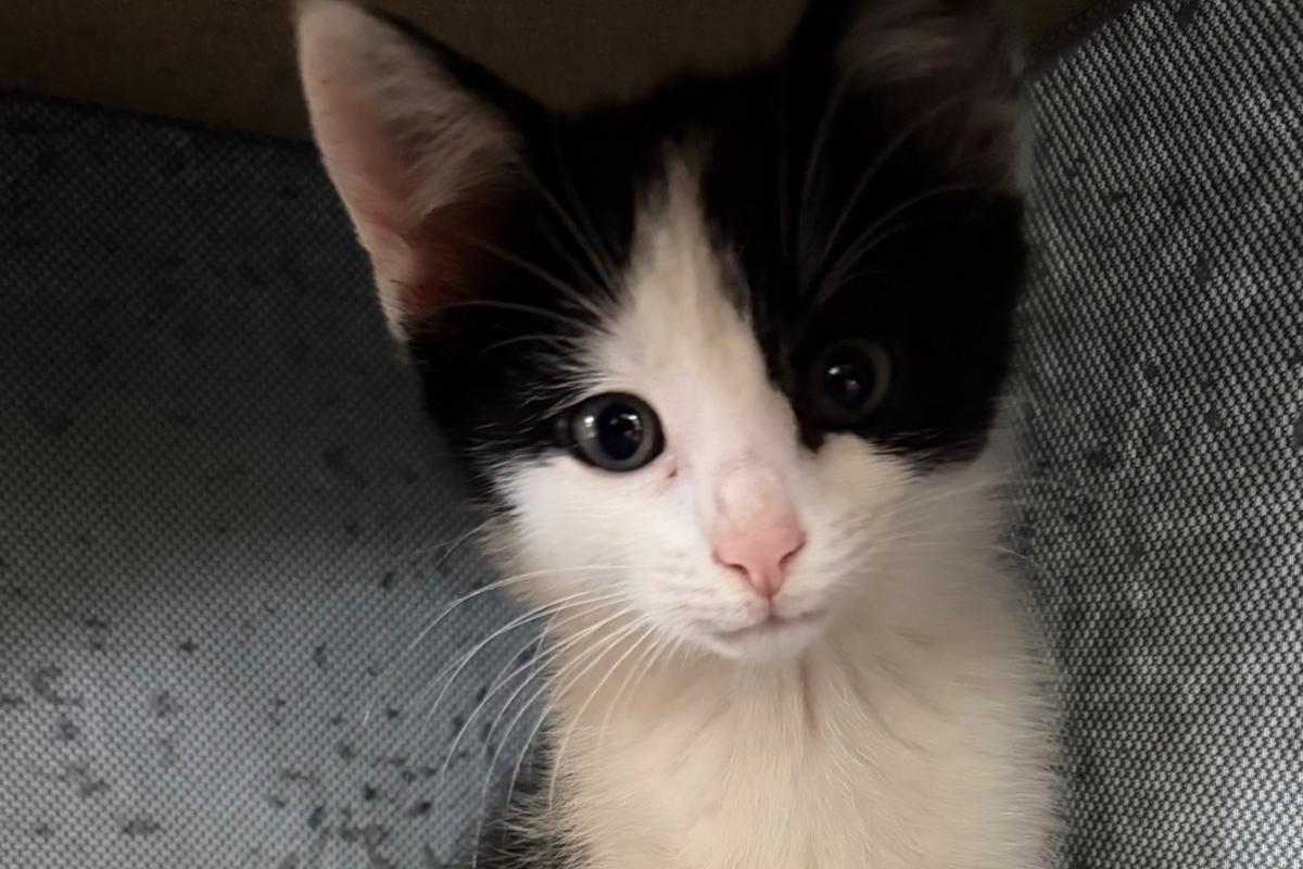 Pixel