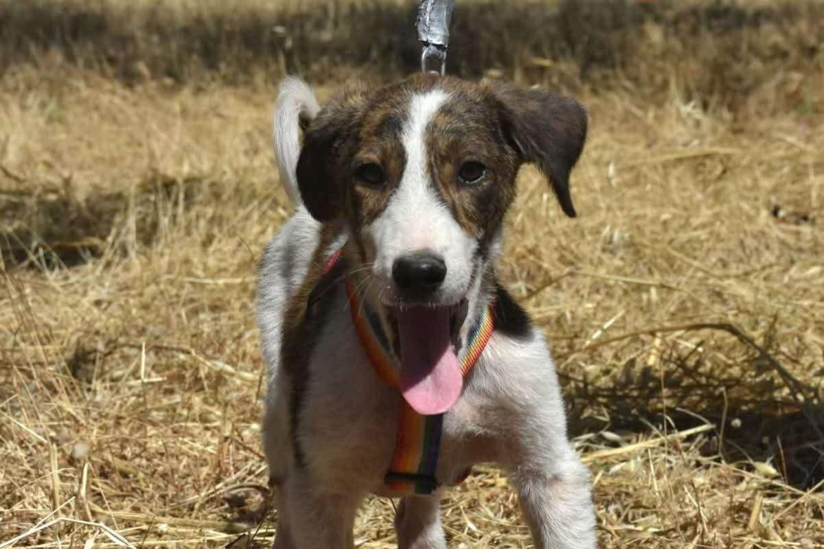 Tavrouli