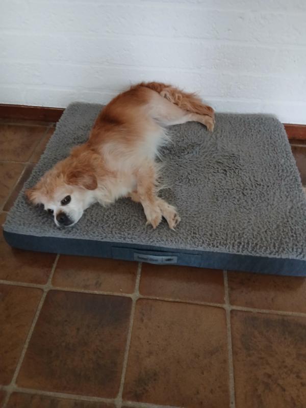 Cooper