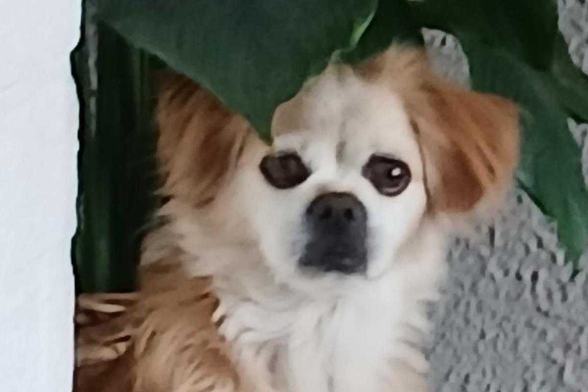 Cooper