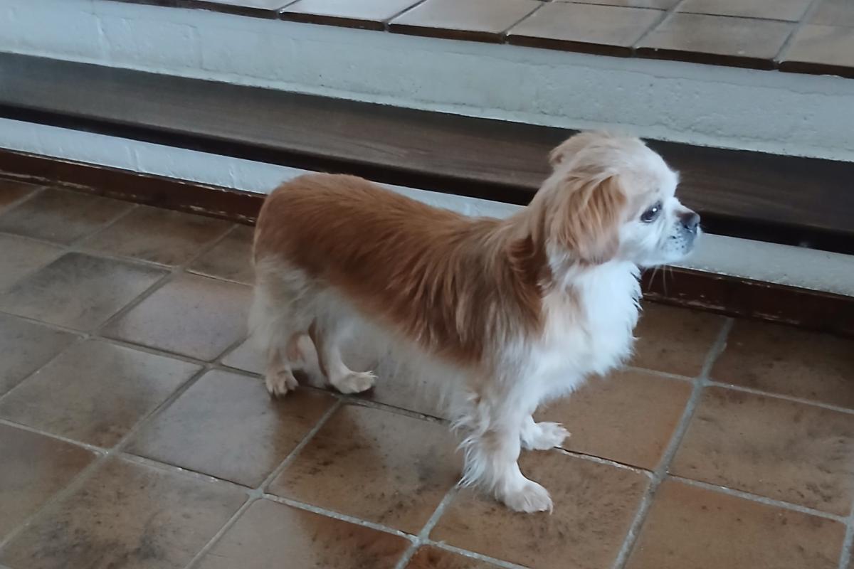 Cooper