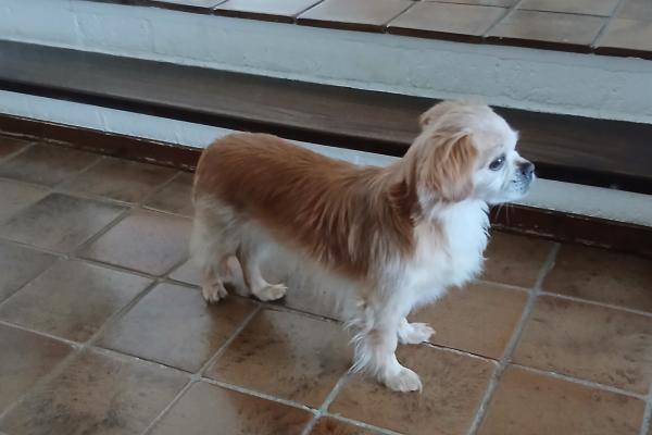 Cooper