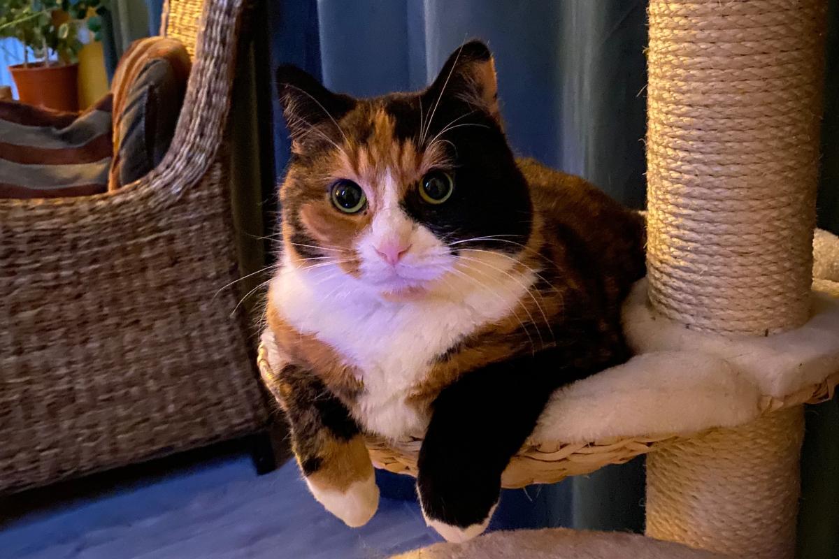 Kiwi