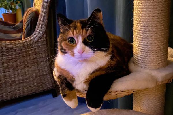 Kiwi