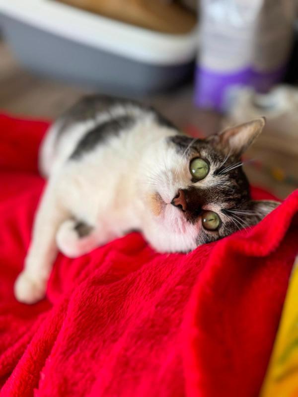 Ayla